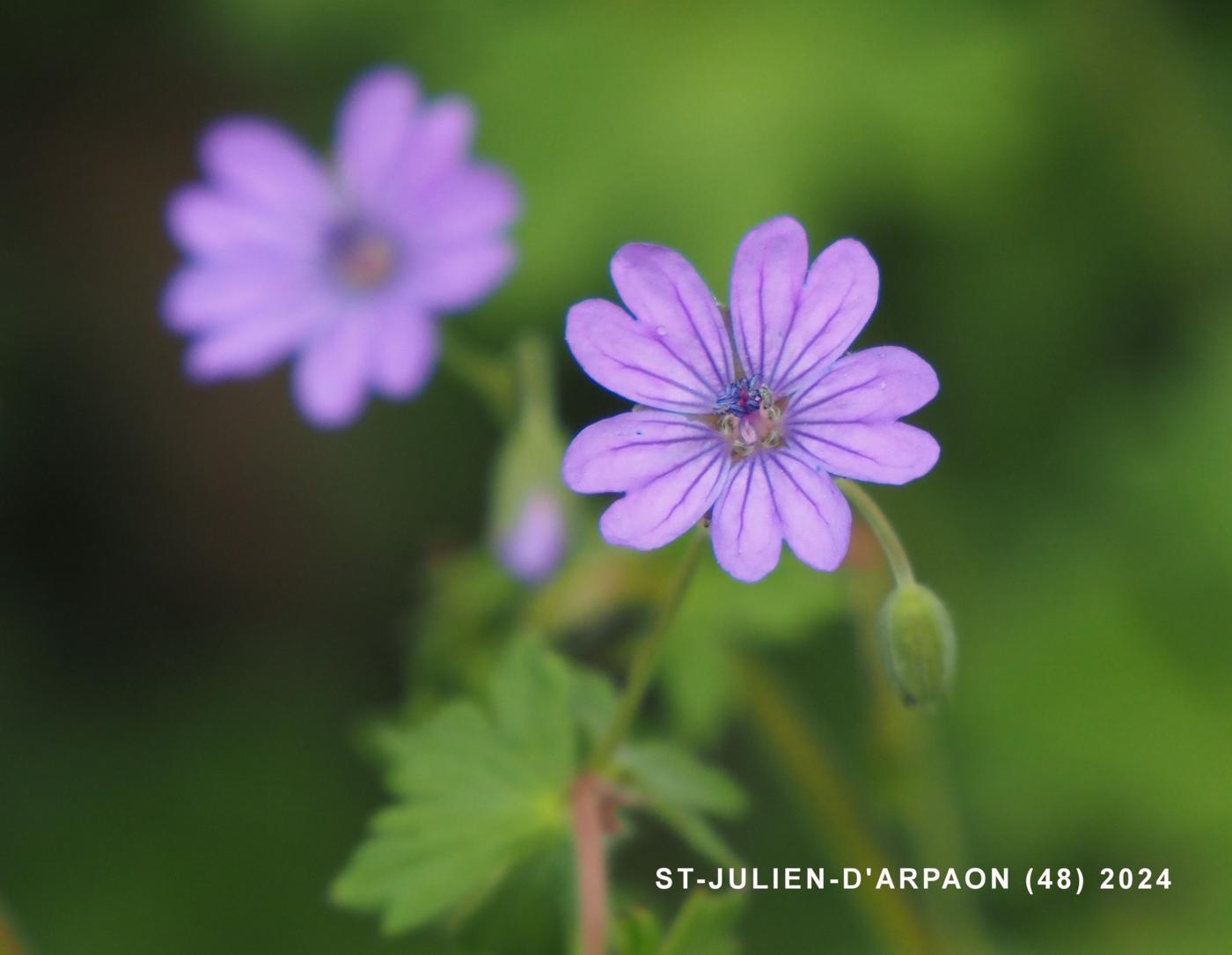 Cranesbill, Hedgerow flower